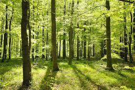 a forest with lots of green trees in the woods
