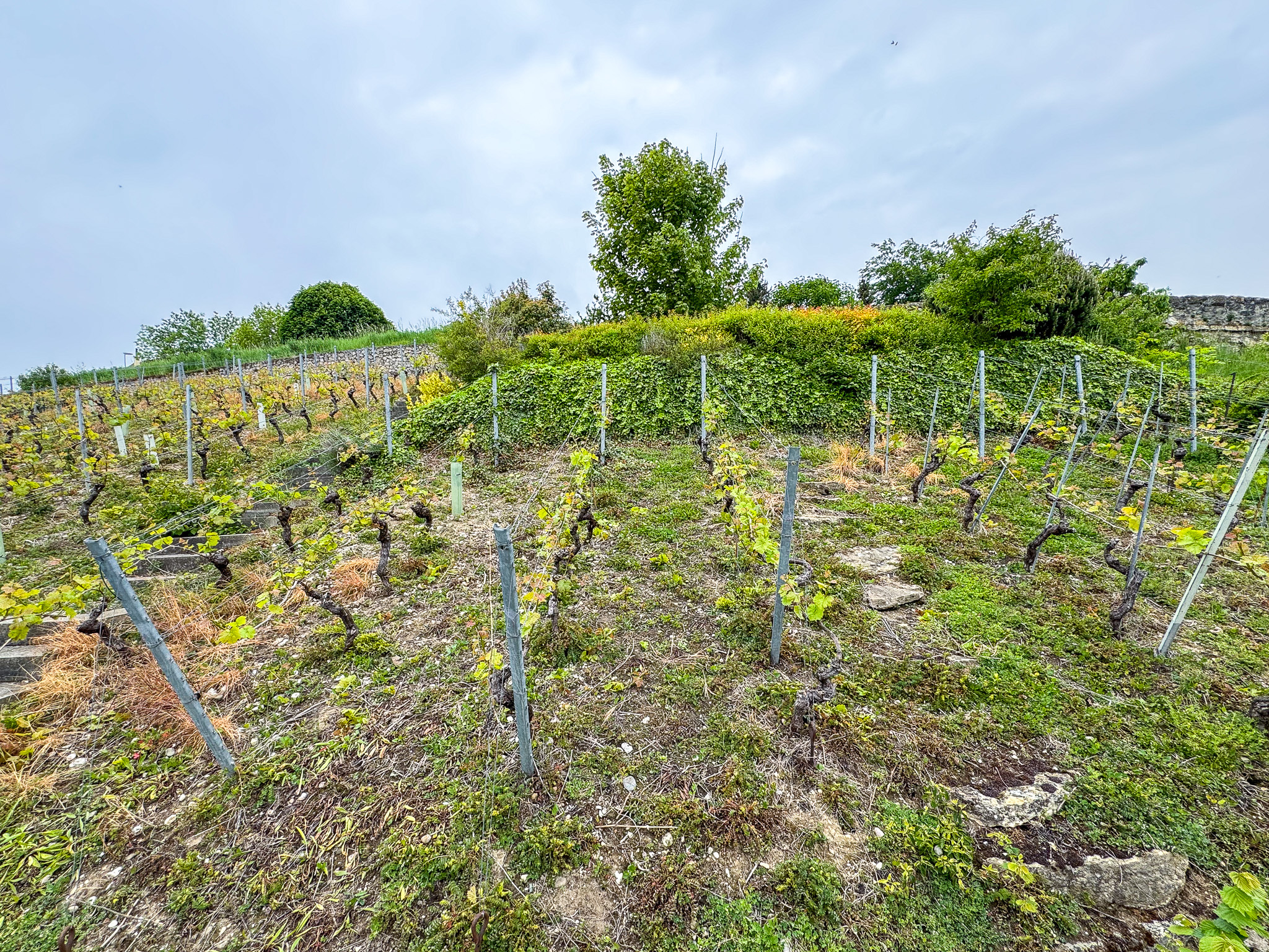 Vignes privatives Vignes privatives