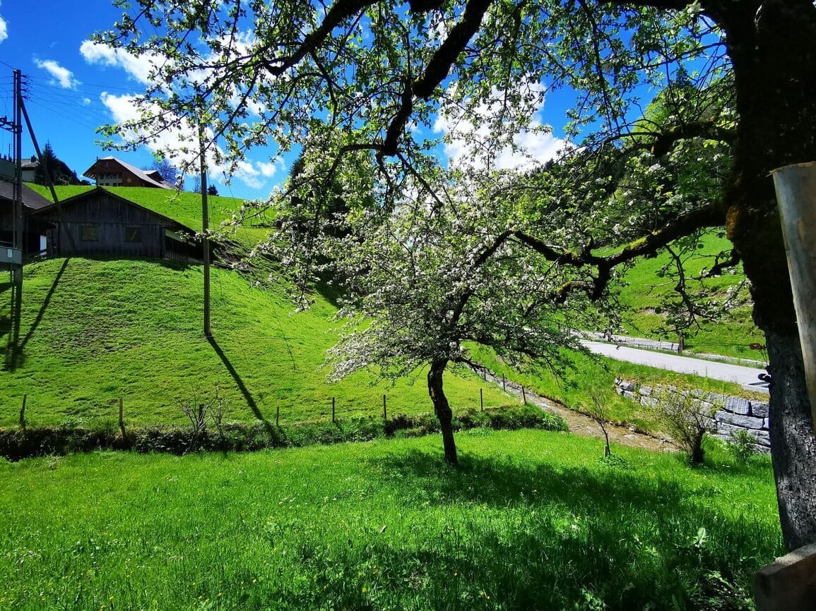 Wiese mit Bäumen Wiese mit Bäumen