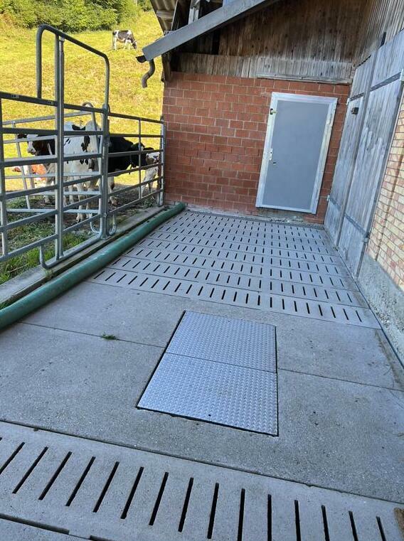 Weideausgang Rindvieh Weideausgang Rindvieh