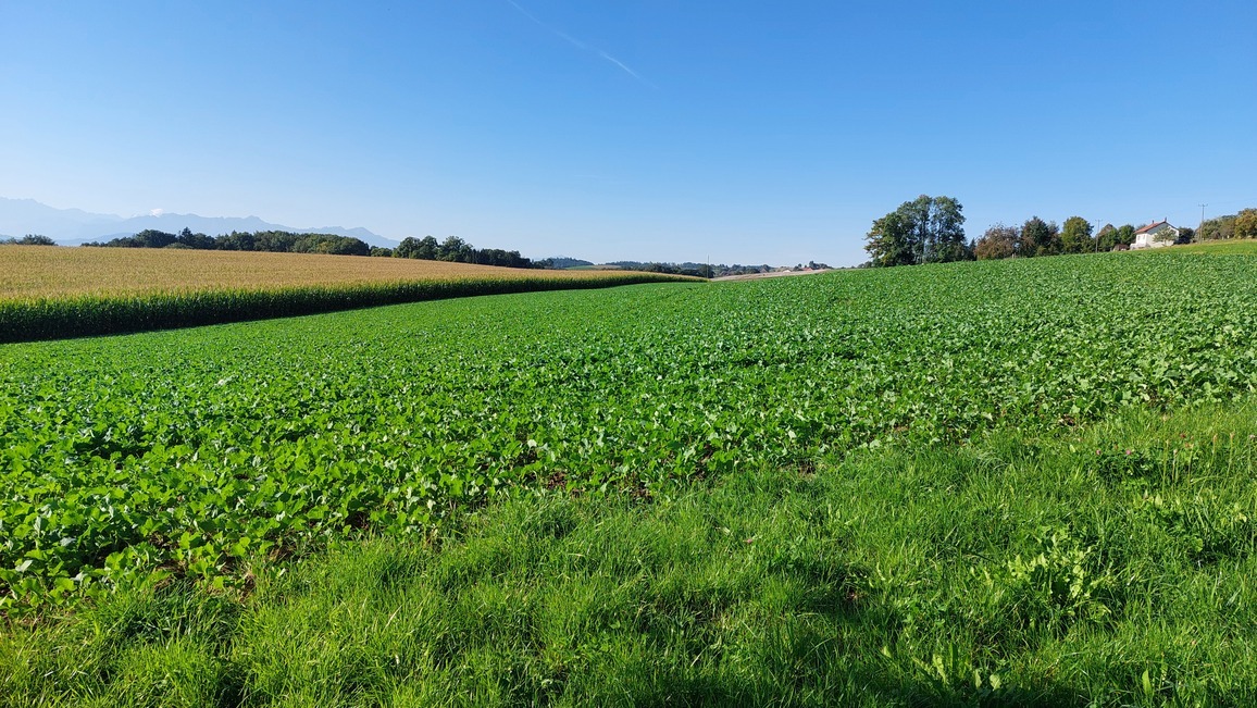 parcelle 98 parcelle 98