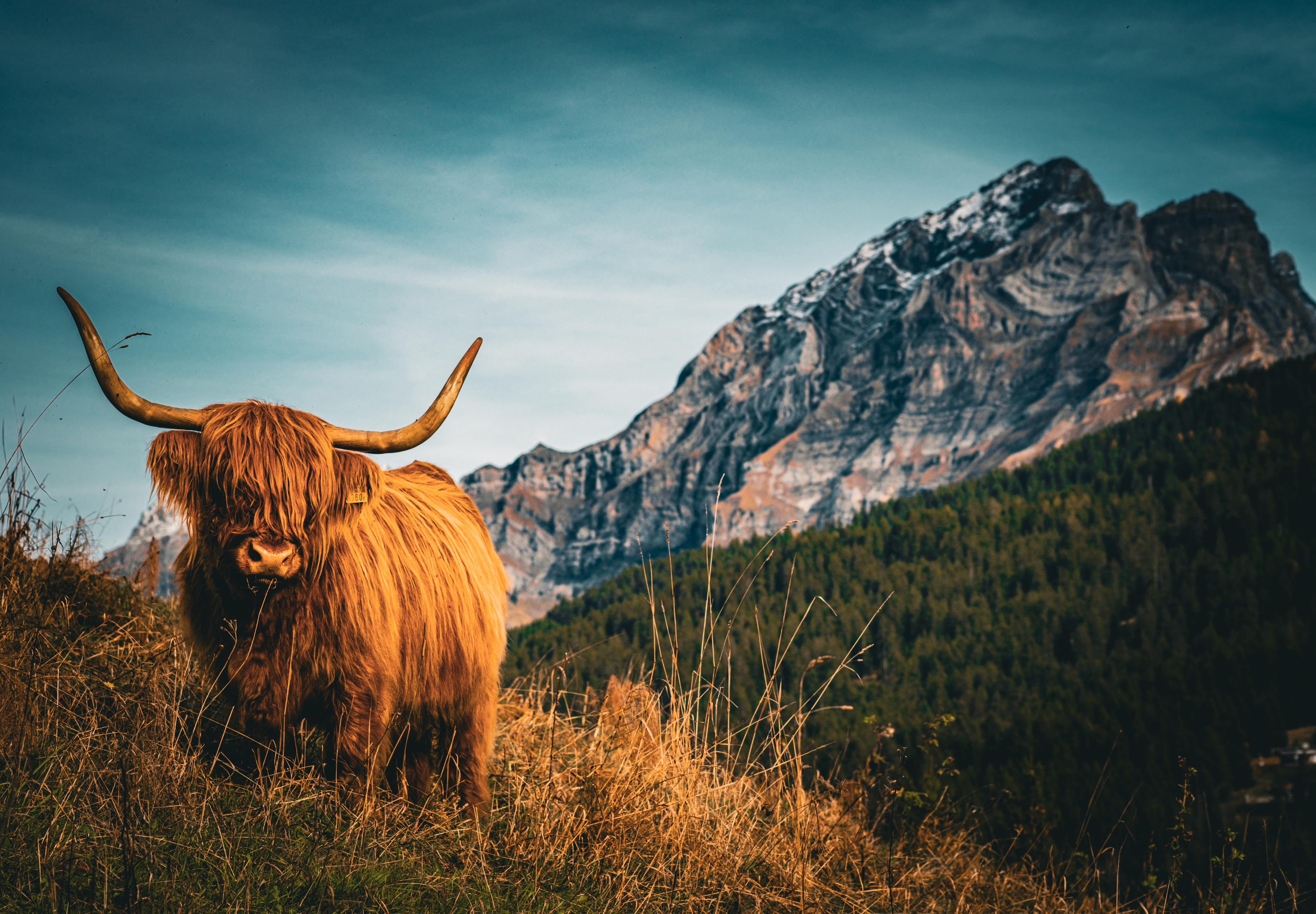 Un majestueux bovin des montagnes, symbole de la vie rurale en Suisse, posé devant un panorama de sommets alpins, refletant la beauté naturelle et rustique des montagnes suisses.