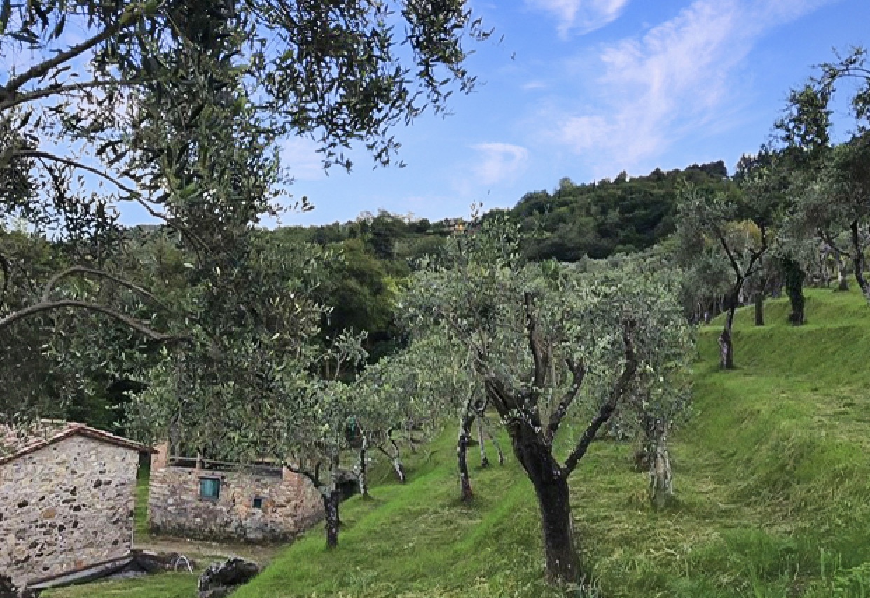 Grundstück mit Olivenhain Grundstück mit Olivenhain